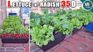 Grow Lettuce and Radish Together in the Same Container: Easy Gardening Tips