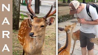 Nara Deer Park | One of My Favorite Days in Japan