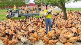 Use 3-wheeled Vehicle Harvesting Many Chicken Goes To Market Sell - Take Care Of Animals on My Farm