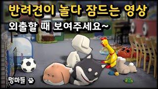 #멍마들  (12시간 재생) 반려견이 놀다 잠드는 영상 | 장시간 외출 시 보여주세요~ - A video of a dog falling asleep while playing