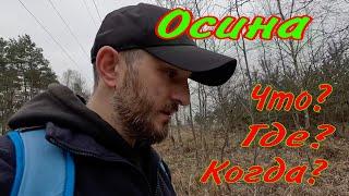 Осина. Что? Где? Когда? Ответы на вопросы зрителей канала.