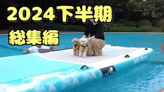 2024年下半期総集編！【トイプードルの虎太郎＆三桜】