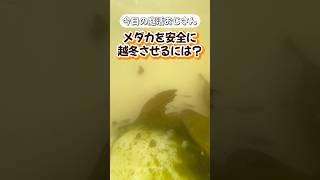 【今日の庭活おじさん】メダカを安全に越冬させるには？#メダカ #めだか #メダカ越冬