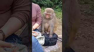 Visit the monkey farm 