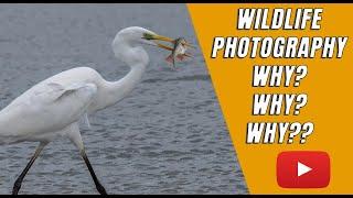 WILDLIFE AND NATURE PHOTOGRAPHY | Why do we do it! Why Why WHY!!!