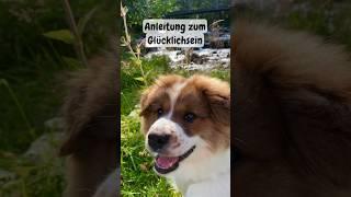 ELO TOLKIEN | Anleitung zum Glücklichsein #welpenliebe #puppielove #happiness