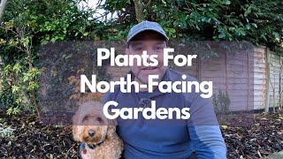 Plants for North Facing Gardens (My Favourites)