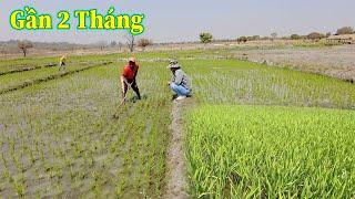 Linh Philip || Tỷ Lệ Thành Công Lúa Vào Mùa Khô Trong Việt Phi Farm Chỉ Đạt 50 % So Với Thực Tế !!!