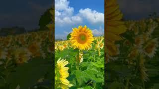 #love very beautiful sunflower plantation #shorts video