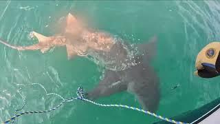 Heavyweight Shark Battle in Darwin  -  Huge Beast Landed after a long Fight