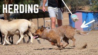 My CATTLE DOG Herding Sheep: LIVE ACTION