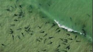 Sharks close to shore in Delray beach