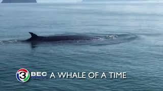 A WHALE OF A TIME | Ch3Thailand