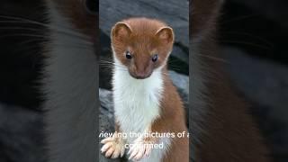 This little one is a weasel part 1 #animals #nature