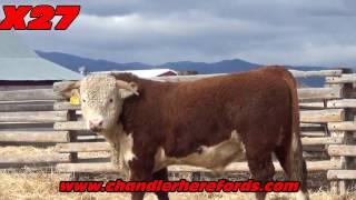 2017 Private Treaty Chandler Hereford bulls for sale 2