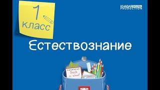 Естествознание. 1 класс. Животные - живые организмы. Какие бывают животные /16.10.2020/