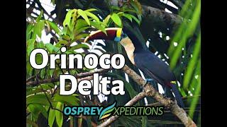 Orinoco Delta with Osprey Expeditions