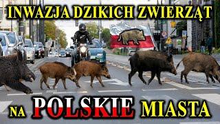 Dzikie Zwierzęta Wchodzą do Polskich Miast - Z Czego to Wynika?