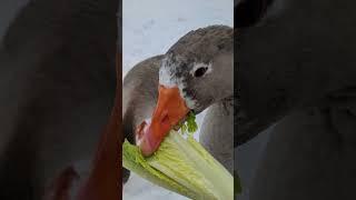 Betty the Pilgrim Goose