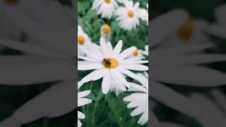 The Fascinating World of Bees: Nature's Tireless Workers