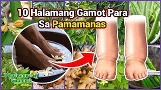 10 Halamang Gamot Para Sa Pamamanas - Halamang Gamot ATBP