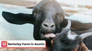 Berkeley Farm in Austin