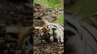 Tiger Attack Story #discoverwildpaws #shorts