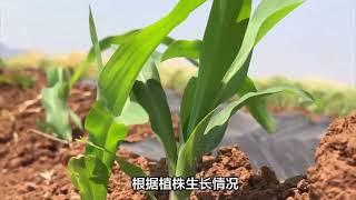 农村种植玉米想要产量高，侧芽到底掰不掰？农民朋友经验最实用