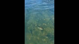 San Joaquin Hatchery in Friant, CA #fishing #troutfishing #flyfisherman