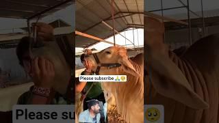 abduvlog Abdullah Mini vlog #cow #balaghal