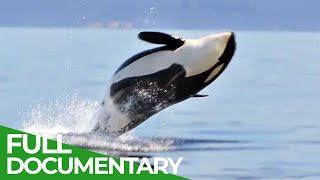 The Fight to Save Cascadia's Orcas | Free Documentary Nature