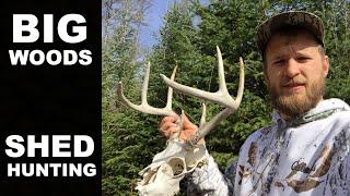 Finding SHED ANTLERS in Northern WI |  BIG WOODS |  Still Water Outdoors