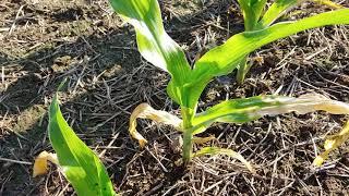 Paraquat Drift Patterns on Corn