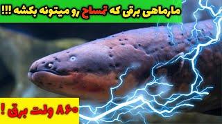 مارماهی برقی | خطرناک ترین مار ماهی جهان که هیچ شکارچی نداره