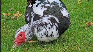 Two muscovy ducks