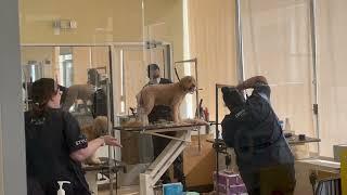 PETCO - Dog Grooming Salon - Take A Quick Look At The Pet Styling in Action !