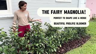 Introducing the Fairy Magnolia!