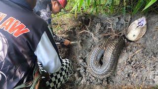 PURO JUMBO COBRA SA BAKANTENG LOTE