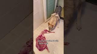 From Accident to Gratitude:A Coyote’s Return#shorts #animals #coyote #love #healing