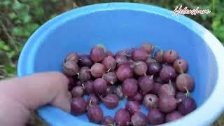 Goose berries mukbangHelenshare