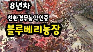 8년차 친환경무농약인증 블루베리농장을 소개합니다