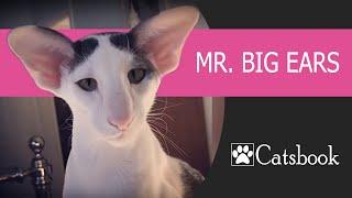 Mr. Big Ears | Best Funny Cat Videos by Catsbook