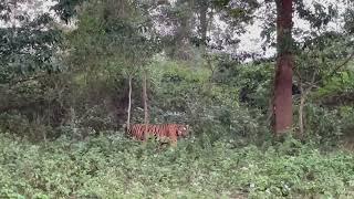 Tiger sighting at kabini