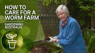 Simple tips in how to take care of your worm farm