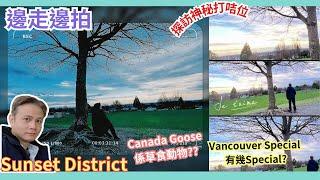 【Sunset打卡靚位 & 小印度市集】邊走邊拍 | 探索溫哥華Sunset區 | Vancouver Special有幾Special? | 印度服飾滙聚 | 溫東睇樓