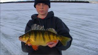 Monster 2lb.Jumbo Perch Through the Ice, JawJacker Video