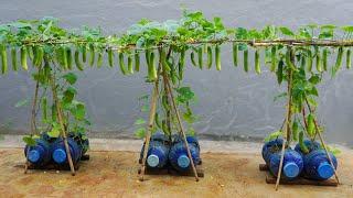 Growing cucumbers this way, you won't need to buy cucumbers from the market anymore