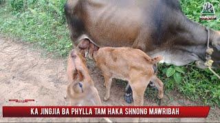 Ka jingjia ba phylla tam ha ka shnong Mawribah