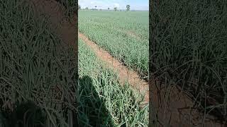 onion farm
