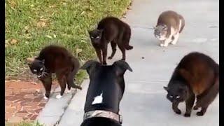 SÓ PANCADARIA - BRIGA DE GATOS NO TELHADO - Cat Fight - Pelea de Gatos